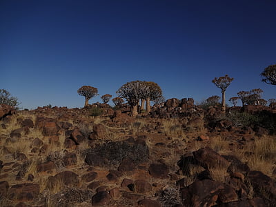 Namibië, Quiver tree forest, landschap, natuur, Afrikaanse, Afrika, buiten