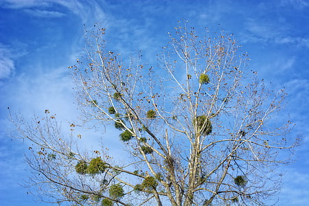 mistletoe, halbschmarotzer, tree parasite, green, autumn, aesthetic, tree