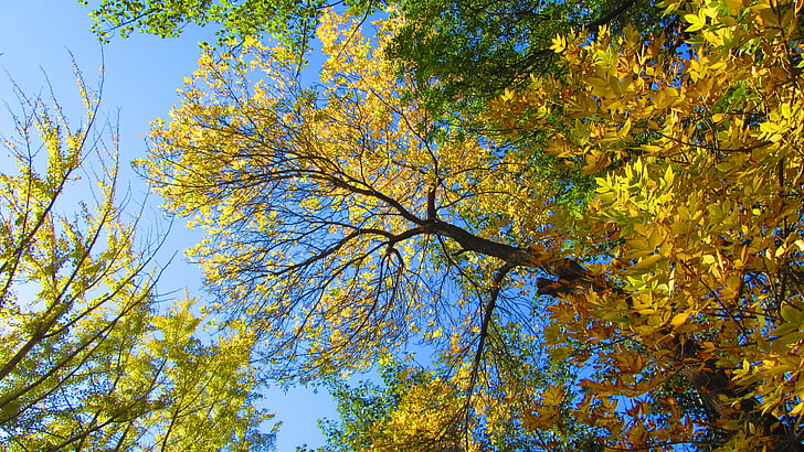 popiół, jesień, złoty żółty, Honglingjin park