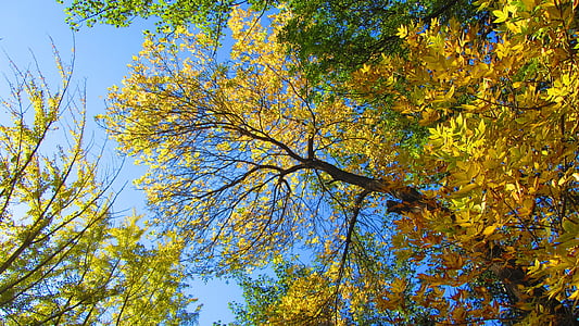 ceniza, otoño, amarillo dorado, Parque honglingjin