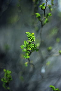 green, leaf, plant, nature, blur, growth, green color