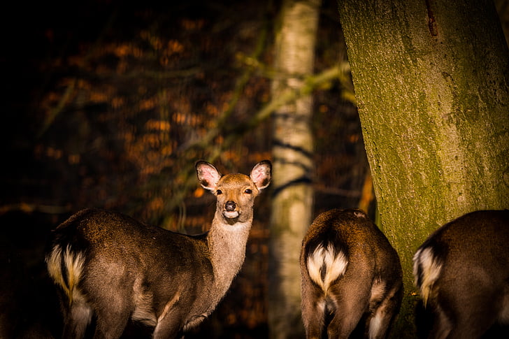 Roe deer, Hirsch, Red deer, hutan, liar, alam, hewan