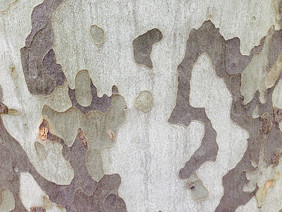 plano, árbol, corteza, fondos, marrón, patrón de, con textura