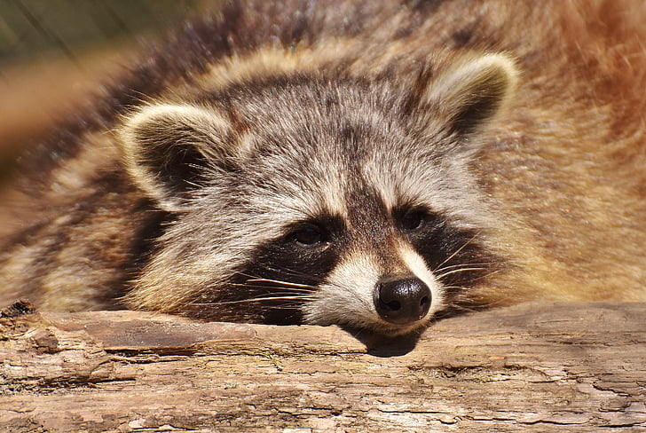 raccoon, wild animal, furry, mammal, sweet, nature, forest animals