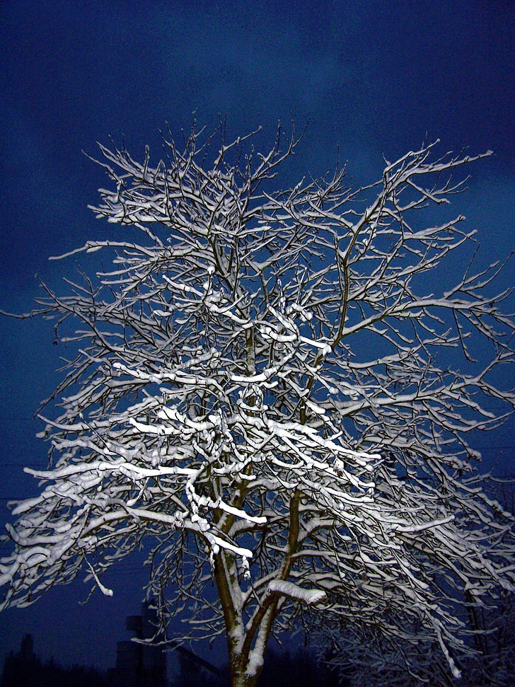 drevo, pozimi, noč, narave, sneg, zimski