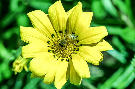 kwiat, żółty, pszczoły, makro