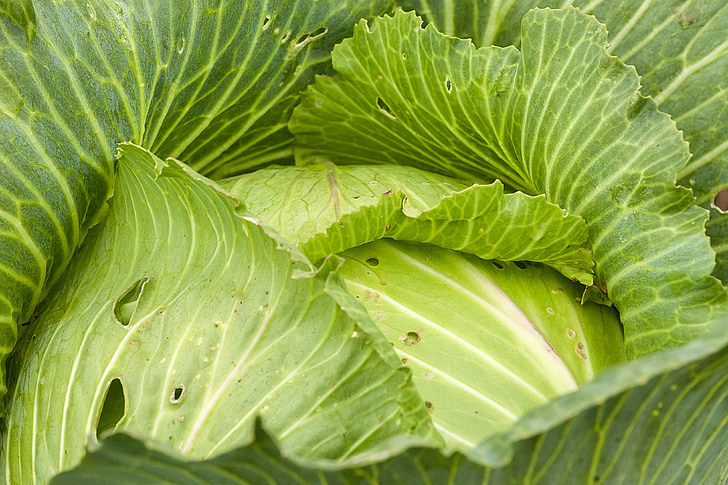 cabbage, fresh, kochan, greens, vegetable garden, harvest, elitexpo