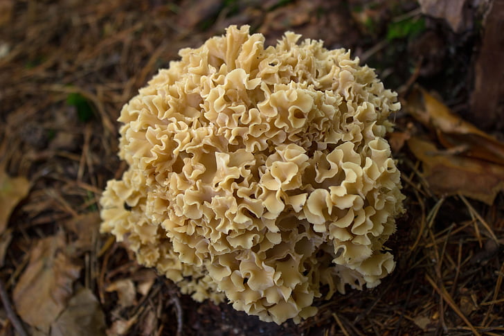 mushroom, spongy, cauliflower mushroom, autumn, forest