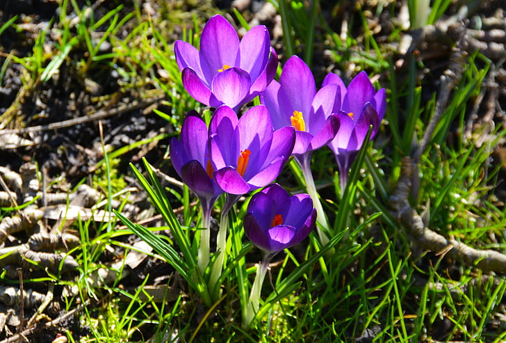 Crocus, kukka, kevään, violetti, Puutarha, Luonto, Bloom