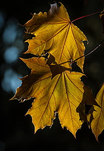 Maple, dedaunan, kayu, tanaman, kuning, alam, musim