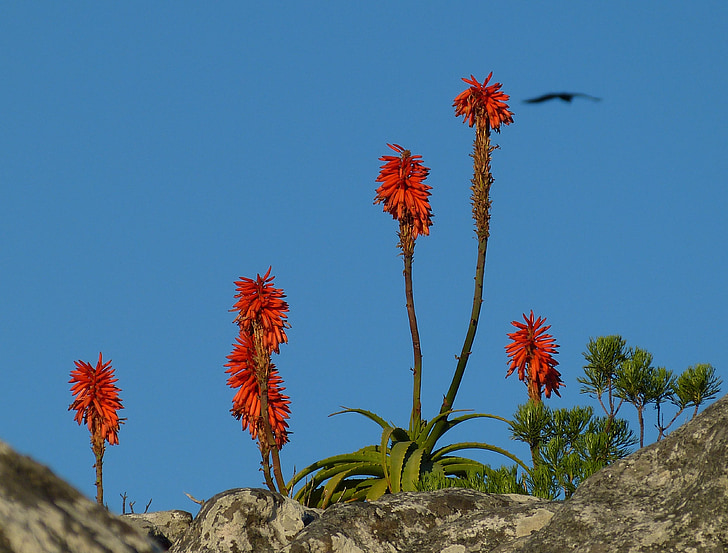 Sydafrika, Cape town, tabel mountain, plante, Agave, Blossom, Bloom