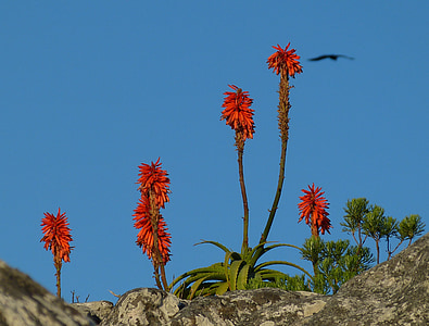 south africa, cape town, table mountain, plant, agave, blossom, bloom