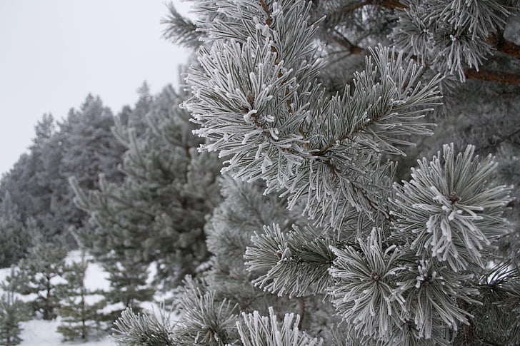 Vinter, natur, landskapet, snø, trær, kalde, snøen vinteren natur