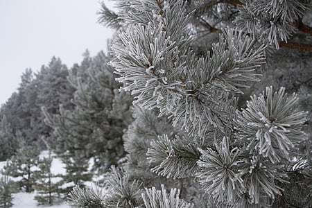ziemas, daba, ainava, sniega, koki, auksti, sniega ziemas daba