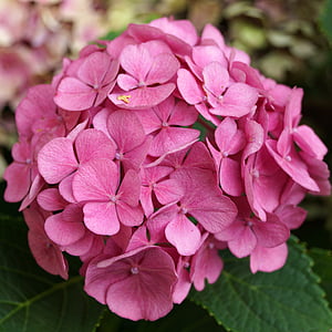 Hortensia, roosa, õis, Bloom, roosa lill, Aed, suvel
