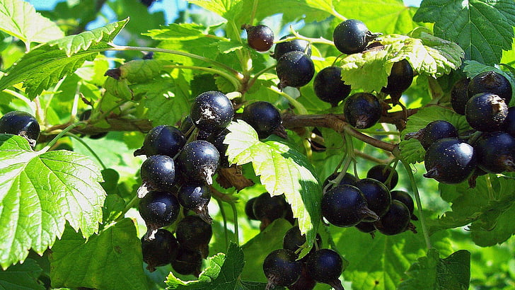 френско грозде, лято, Бери, плодове, зрели, Градина, витамин