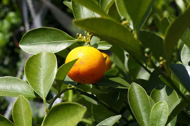 Апельсиновое дерево, оранжевый, дерево, филиалы, листья, Грин, лист