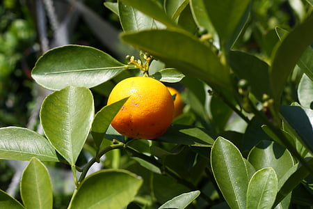 pomerančovníku, oranžová, strom, pobočky, listy, zelená, list