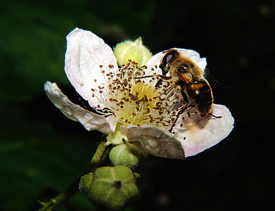 flower, blossom, bloom, white, bee, pollination, close