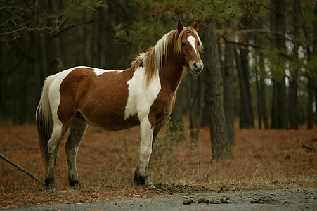 divoké poníky, pasenie, poníky, Chincoteague island, Virginia, USA, diviačej