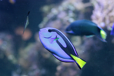surgeonfish, üle, sinine, eksootiline, vee, veealuse, Reef