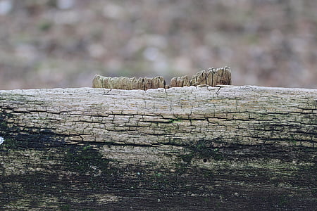 madera, Escudo, antiguo, tablero, textura, grano, estructura
