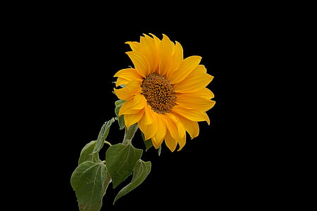 bunga matahari, bunga, kuning, kelopak, bunga besar, matahari, musim panas