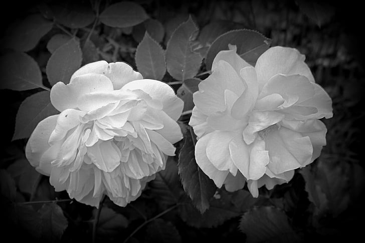 flower, roses, black and white