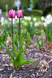 Tulipaner, blomster, Blossom, Bloom, flora, Pink, natur