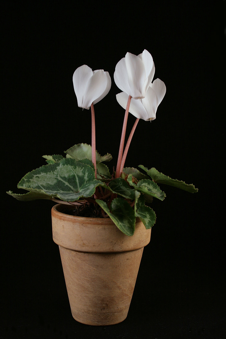 cyclamen, potted plant, flowers, houseplant, white, decorative