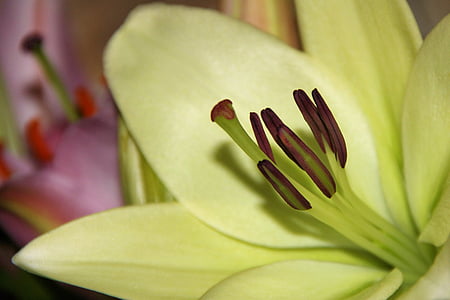 Lily, jedną z odmian dalii, biały, Słupek, kwiat, kwiat, Bloom