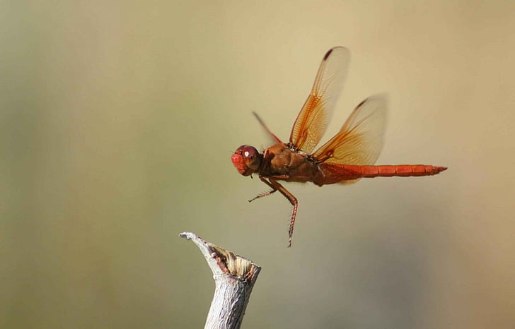 dragonfly, flame skimmer, insect, bug, libellula saturate, flying, close up