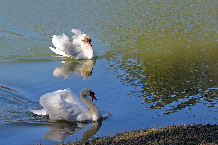 Swan, naturen, dammen, vatten, fågel