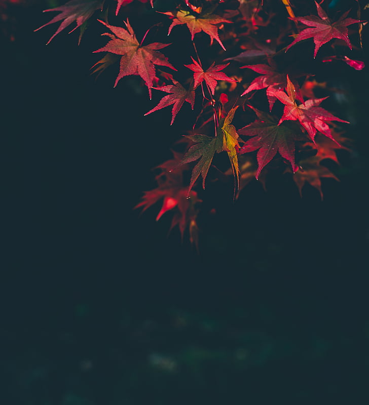 close, photography, red, maple, leaf, nighttime, autumn