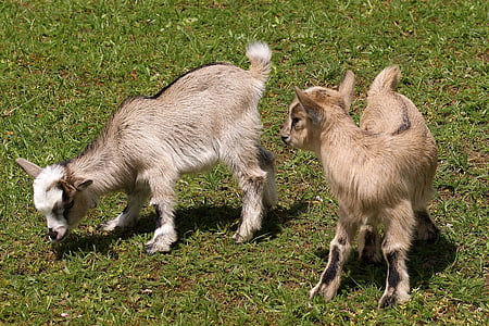 kid, young animals, goat, domestic goat, cute, livestock, animal