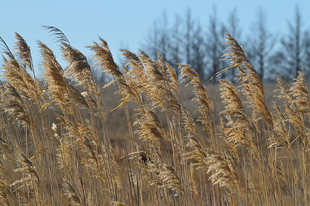 Grass, Prairie, Feld, Natur, Braun, Kanada, Saskatchewan