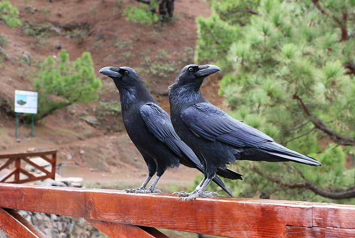 raven, portugal, birds, photography