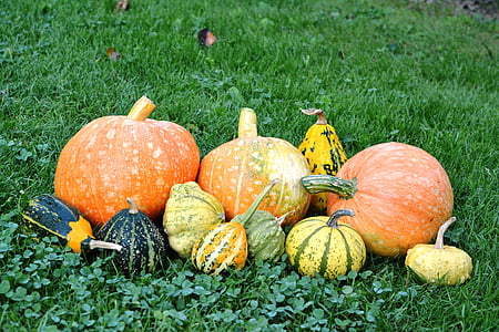 pumpor, pumpa, odling av, samla in, mat, Samlingar, hösten
