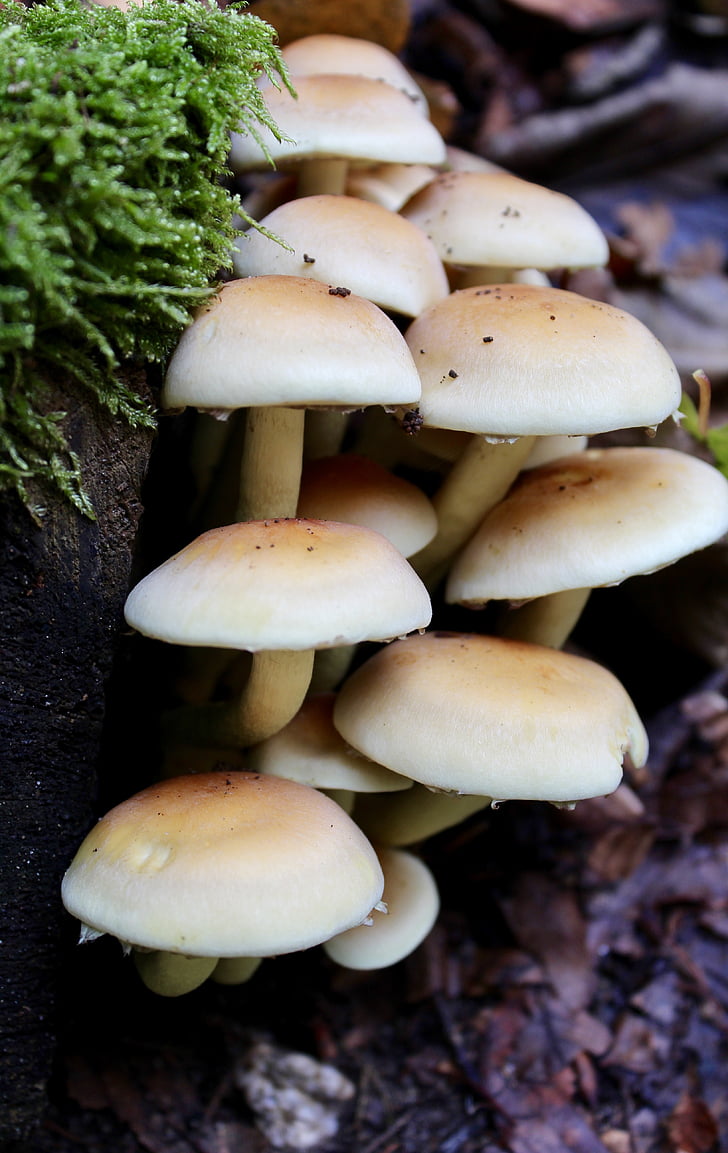 jamur, musim gugur, hutan