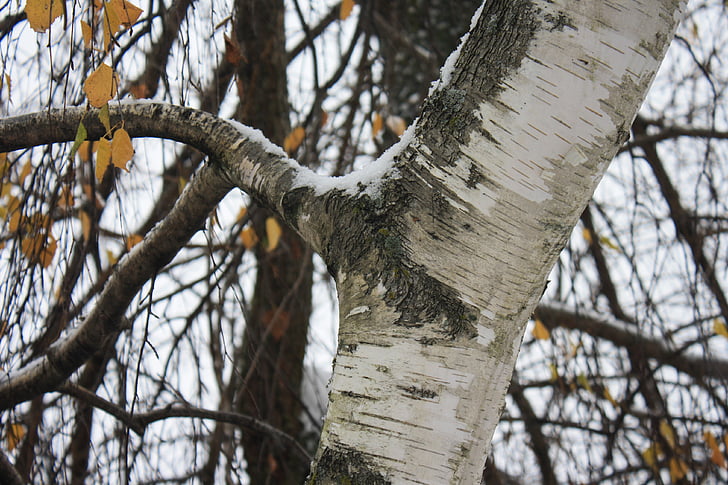 Birk, træ, gren, blad, efterår, falder, vinter