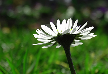 Daisy, Blossom, mekar, makro, musim semi, putih, menunjuk bunga