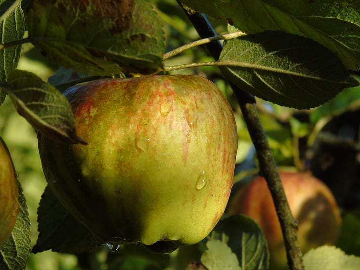 Apple, æbletræ, efterår, høst, moden, nummeret Morgentau, frugt