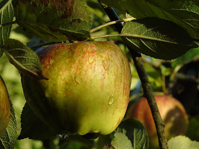 jabuka, drvo jabuke, jesen, žetva, zrela, morgentau, voće