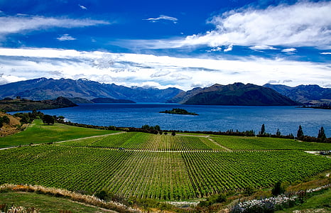 Nya Zeeland, vingård, vinstockar, druvor, bergen, sjön, vatten