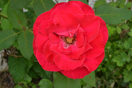 kvet, Rosa, kvety, červené ruže, červená, Príroda, Záhrada