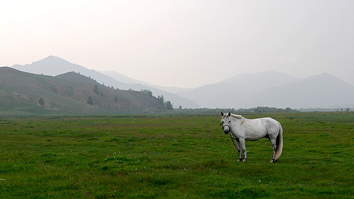 Mongolie, steppe, cheval, paysage