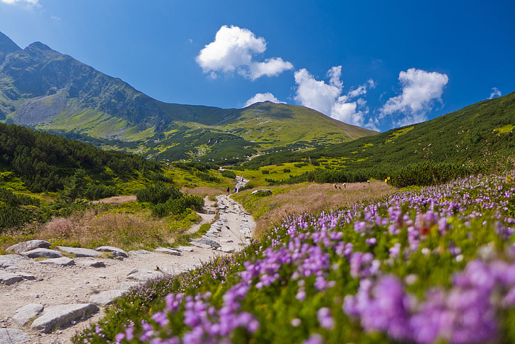 planine, Tatry, krajolik, nebo, Prikaz, Top pogled, trava