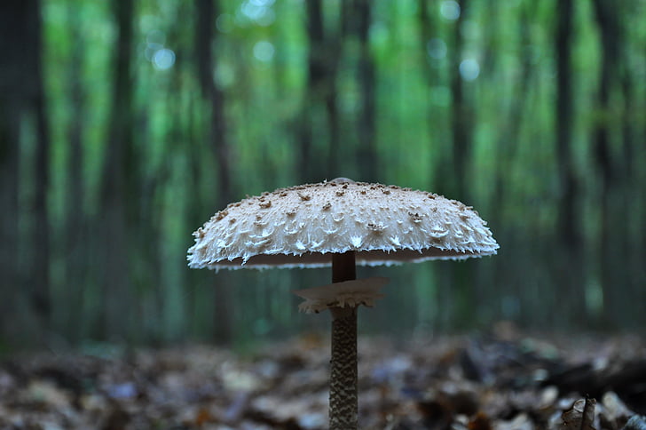 mushroom, forest, autumn, őzláb mushrooms