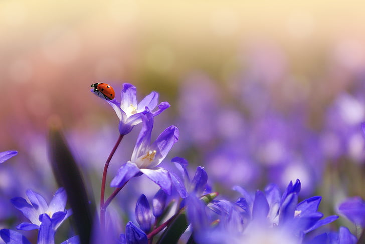 flower, plant, garden, purple, spring, ladybug, insect