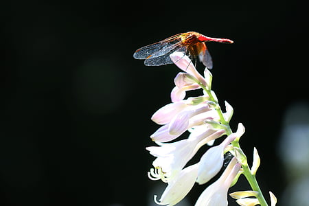 Libelle, Insekten, Pause, Vivian chu, Pflanzen, Natur, Wald